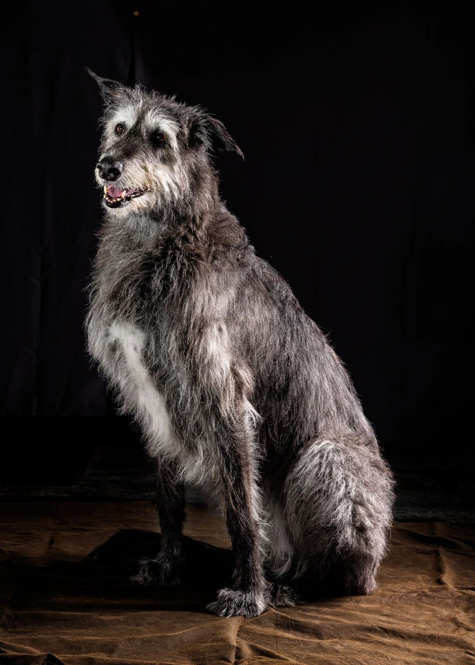 Pet Portrait | Maggie